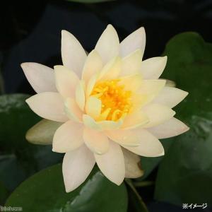 (ビオトープ)睡蓮 温帯性睡蓮(スイレン)(オ...の詳細画像1