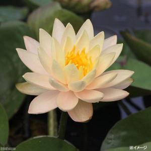 (ビオトープ)睡蓮 温帯性睡蓮(スイレン)(オ...の詳細画像2