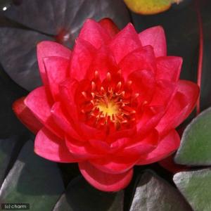 チャーム（charm） （ビオトープ）睡蓮 温帯性睡蓮（スイレン）（紫