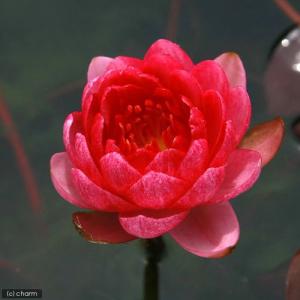 （ビオトープ）睡蓮　温帯性睡蓮（スイレン）（赤）　ペリーズ　レッドドワーフ　ＰｅｒｒｙＳ　Ｒｅｄ　Ｄｗａｒｆ　（１ポット）