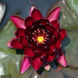 （ビオトープ）睡蓮　温帯性睡蓮（スイレン）（赤）　ブラックプリンセス　Ｂｌａｃｋ　ＰｒｉｎｃｅＳＳ　（１ポット）（休眠状態）