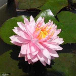 （ビオトープ）睡蓮　温帯性睡蓮（スイレン）（桃）　リリーポンズ　ＬｉｌｙｐｏｎＳ　（１ポット）（休眠状態）