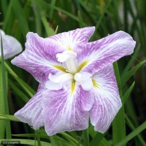 （ビオトープ）水生植物　花菖蒲　稚児化粧（チゴゲショウ）肥後系白地紅ぼかし六英花（１ポット）