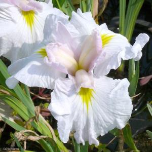 (ビオトープ)水生植物 花菖蒲 惜春(セキシュン...の商品画像