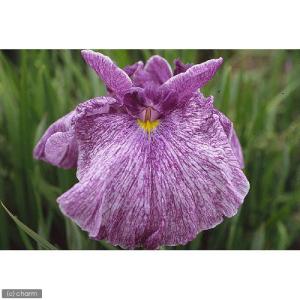 （ビオトープ）水生植物　花菖蒲　秋の曲（アキノキョク）　肥後系紫地白砂子三英花（１ポット）