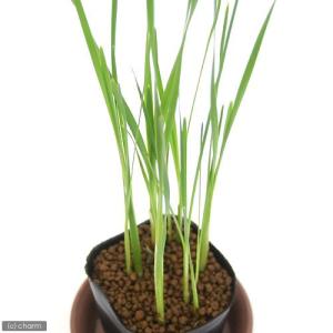(ビオトープ)水生植物 コガマ(1ポット) 抽水植物の詳細画像1