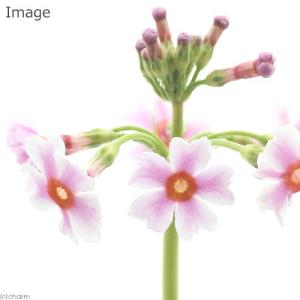 （ビオトープ）水生植物　クリンソウ　花色おまかせ　（１ポット）　湿生植物（休眠状態）