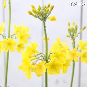 (ビオトープ)水生植物 クリンソウ 花色おまか...の詳細画像2