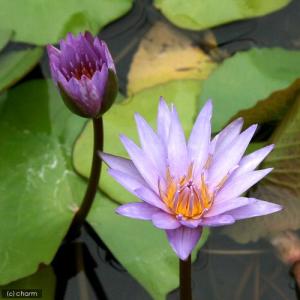 (ビオトープ)睡蓮 熱帯性睡蓮(スイレン)(青...の詳細画像1