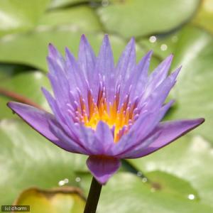 (ビオトープ)睡蓮 熱帯性睡蓮(スイレン)(青...の詳細画像2