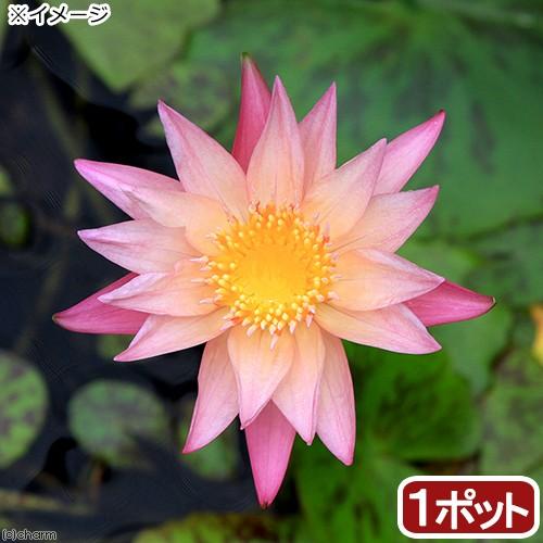 （ビオトープ）睡蓮　熱帯性睡蓮（スイレン）（淡桃）　アルバートグリーンバーグ（１ポット）