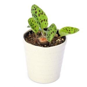 チャーム（charm） （多肉植物）素焼鉢 サボテン エキノプシス 刺無短