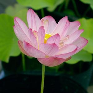 （ビオトープ）蓮　ハス（ピンク）　招福蓮（ショウフクレン）（１ポット）植替え済