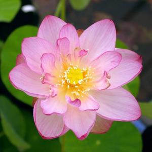 (ビオトープ)蓮 ハス(桃) 招福蓮(ショウフ...の詳細画像1