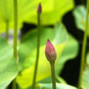 (ビオトープ)蓮 ハス(桃) 招福蓮(ショウフ...の詳細画像2