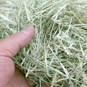 三晃商会 敷き牧草(バミューダグラス)約1kg...の詳細画像1