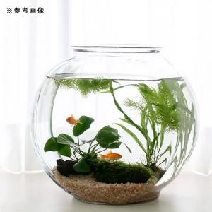 金魚鉢 水槽 おしゃれなガラス製金魚鉢 太鼓鉢...の詳細画像4
