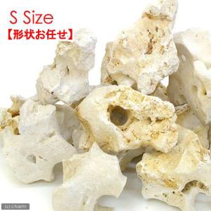 一点物 化石サンゴ 親石 60cm水槽用 880258 : チャーム