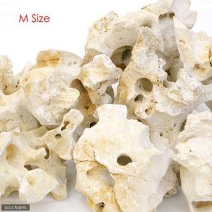 化石サンゴ　Ｍサイズ（約２０〜２５ｃｍ）　１個　アクアリウム　レイアウト素材　メダカ　アフリカンシクリッド　海水｜chanet