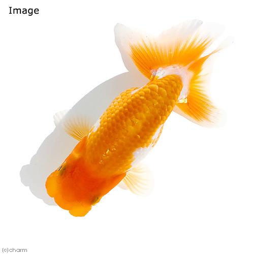（国産金魚）協会系らんちゅう　志村養魚場産　６〜９ｃｍ（３匹）