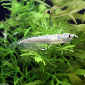 (熱帯魚)シルバーアロワナ Sサイズ(ワイルド...の詳細画像1