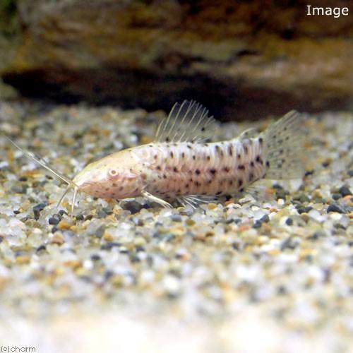 （熱帯魚）アルビノブロッチ・ホプロ（１匹）　北海道・九州航空便要保温