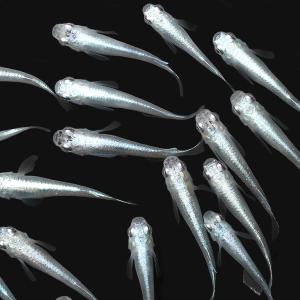 (めだか)幹之メダカ スーパー強光(10匹)の詳細画像1