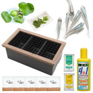 チャーム（charm） （めだか）メダカの2世帯住宅 3ルーム 楊貴妃