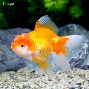 （国産金魚）伊勢オランダ獅子頭（１匹）