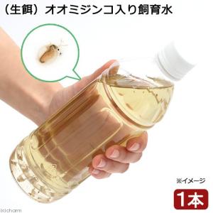 （生餌）オオミジンコ入り飼育水（５００ｍｌ）　活餌　北海道・九州航空便要保温
