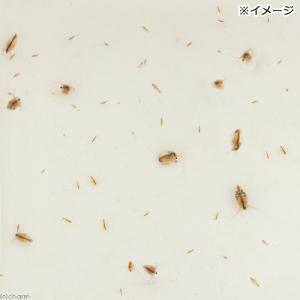 (生餌)死着保証なし オオミジンコ入り飼育水(...の詳細画像1