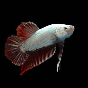 (熱帯魚)ベタ・ハーフムーンプラカット レッドド...の商品画像