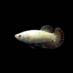 (熱帯魚)ベタ・ハーフムーンプラカット レッド...の詳細画像1