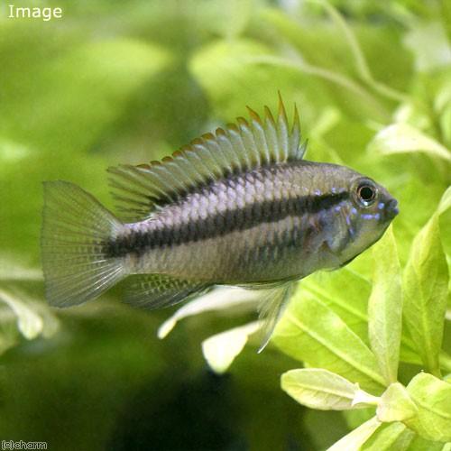 （熱帯魚）アピストグラマ・アルア（ワイルド）（１ペア）　北海道・九州航空便要保温