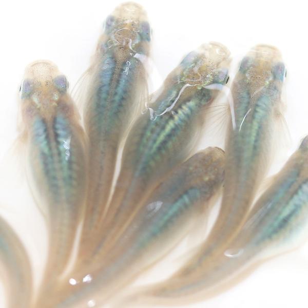 （めだか）深海メダカ（３匹）