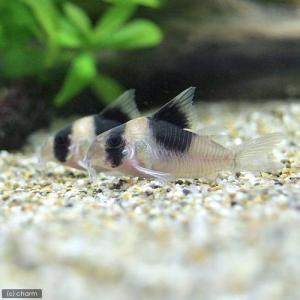 (熱帯魚)コリドラス・ショートノーズニュースーパ...の商品画像
