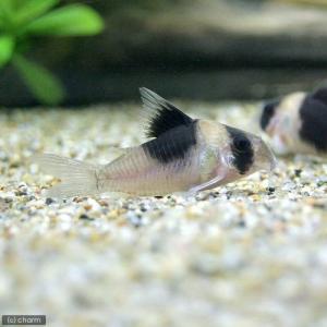 (熱帯魚)コリドラス・ショートノーズニュースー...の詳細画像1