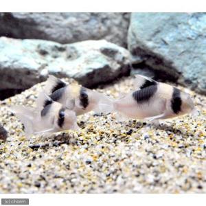 (熱帯魚)コリドラス・ショートノーズニュースー...の詳細画像2
