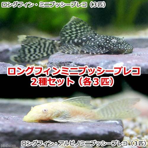 （熱帯魚）ロングフィン・ミニブッシープレコ２種セット（各種３匹）　北海道・九州航空便要保温