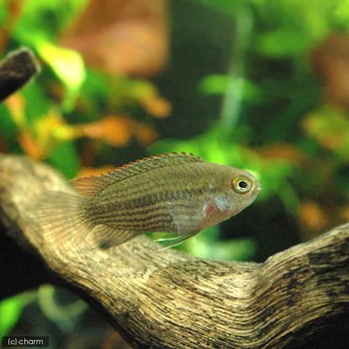 （熱帯魚）ナンナカラ・タエニア（１ペア）　北海道・九州航空便要保温