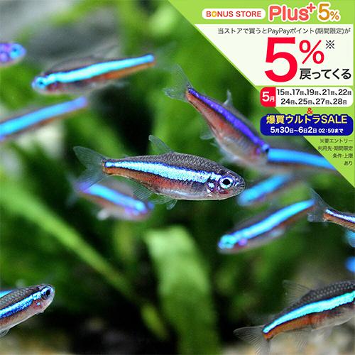 （熱帯魚）グリーンネオンテトラ（ブリード）（１０匹）　北海道・九州航空便要保温