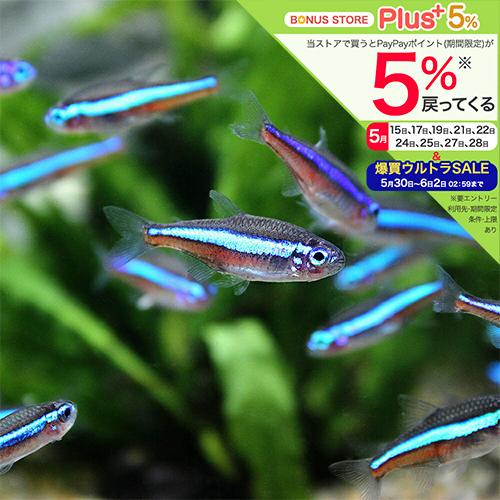 （熱帯魚）グリーンネオンテトラ（ブリード）（２０匹）　北海道・九州航空便要保温