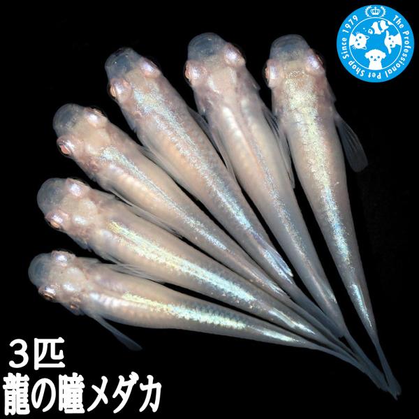 （めだか）龍の瞳メダカ（３匹）