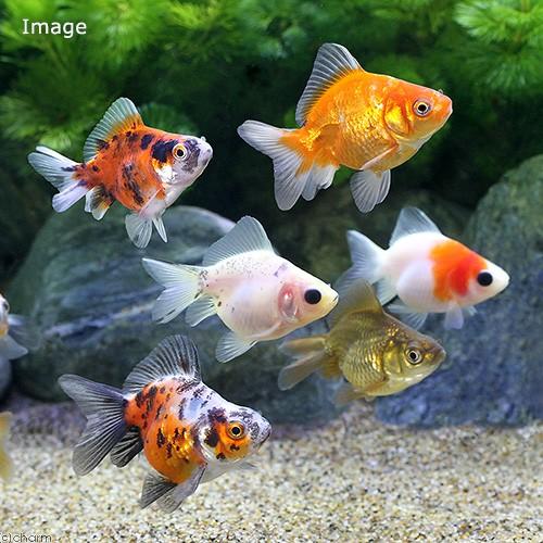 （国産金魚）ダルマ琉金　ショートテール　色指定無し（５匹）