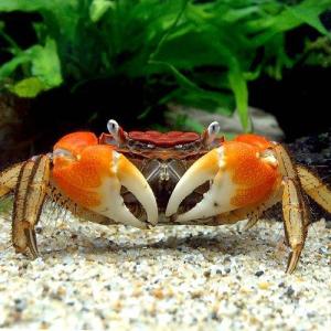 (エビ・カニ)(B品)ベンケイガニ(1匹) 北海...の商品画像