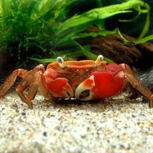 （エビ・カニ）（Ｂ品）アカテガニ（１匹）　北海道・九州航空便要保温
