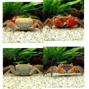 (エビ・カニ)(B品)アカテガニ(1匹) 北海...の詳細画像1