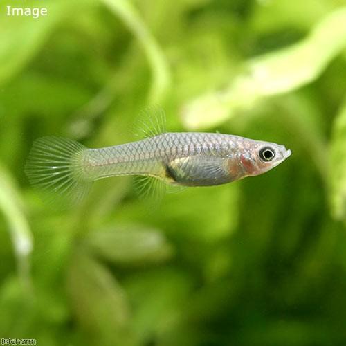 （熱帯魚）エンドラーズ・グッピー　メス（外国産）（５匹）　北海道航空便要保温