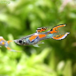 （熱帯魚）エンドラーズ・グッピー（外国産）（３ペア）　北海道・九州航空便要保温