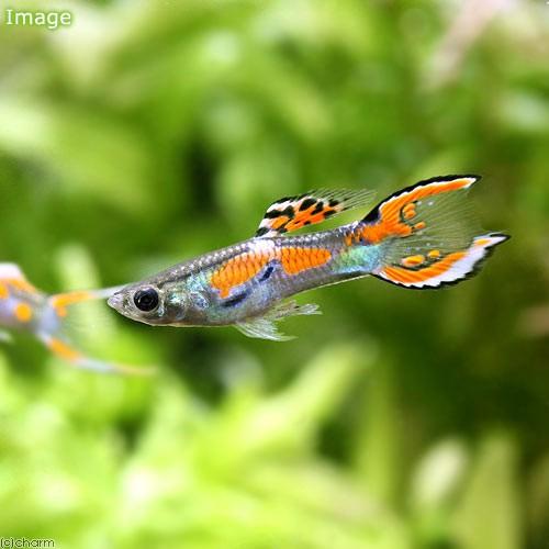 （熱帯魚）エンドラーズ・グッピー（外国産）（３ペア）　北海道航空便要保温